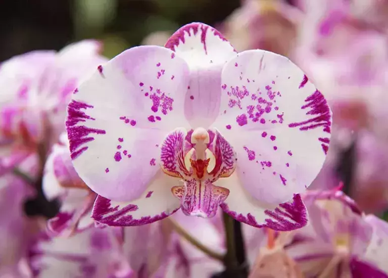 Orchideeënavond (foto: Pantropica)